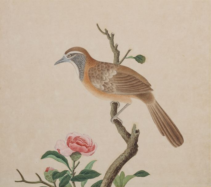 A study of a Greater Necklaced Laughingthrush (Pterorhinus pectoralis) | MasterArt